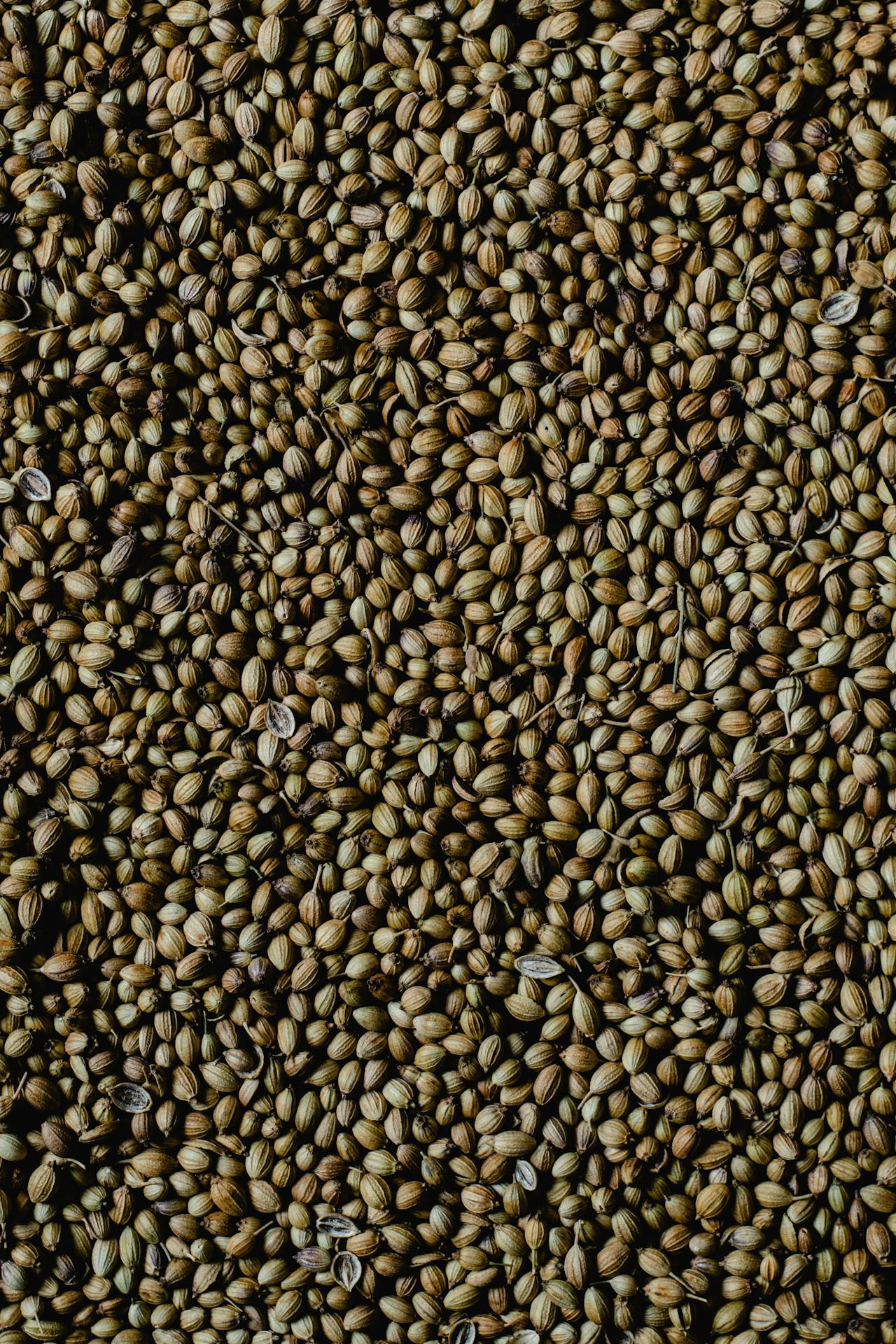 CORIANDER